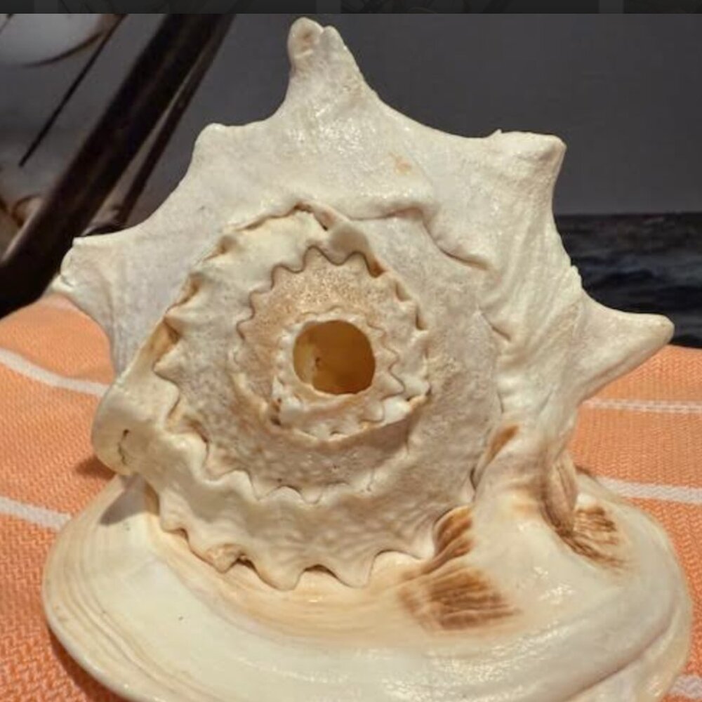 Queen Helmet Horned Conch SEA Shell 10”L x 6.5”H  REAL Authentic NATURAL  4lbs